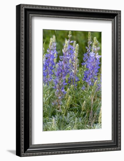 Lupine Wildflowers in Glacier National Park, Montana, USA-Chuck Haney-Framed Photographic Print