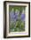 Lupine Wildflowers in Glacier National Park, Montana, USA-Chuck Haney-Framed Photographic Print