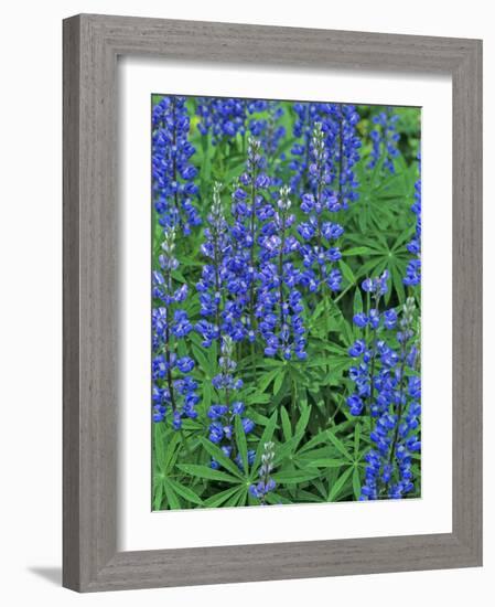 Lupine Wildflowers, Montana, USA-Chuck Haney-Framed Photographic Print