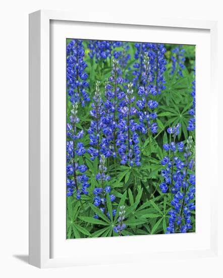 Lupine Wildflowers, Montana, USA-Chuck Haney-Framed Photographic Print