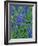 Lupine Wildflowers, Montana, USA-Chuck Haney-Framed Photographic Print