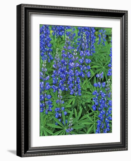 Lupine Wildflowers, Montana, USA-Chuck Haney-Framed Photographic Print