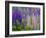 Lupine Wildflowers Near Lubec, Maine, Usa-Chuck Haney-Framed Photographic Print