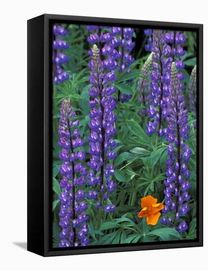 Lupine with Orange Poppy, Enumclaw, Washington, USA-Jamie & Judy Wild-Framed Premier Image Canvas