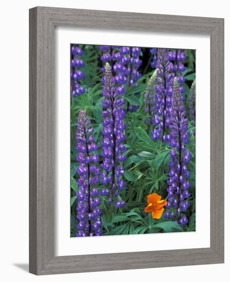 Lupine with Orange Poppy, Enumclaw, Washington, USA-Jamie & Judy Wild-Framed Photographic Print