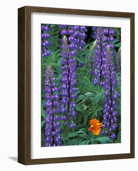 Lupine with Orange Poppy, Enumclaw, Washington, USA-Jamie & Judy Wild-Framed Photographic Print