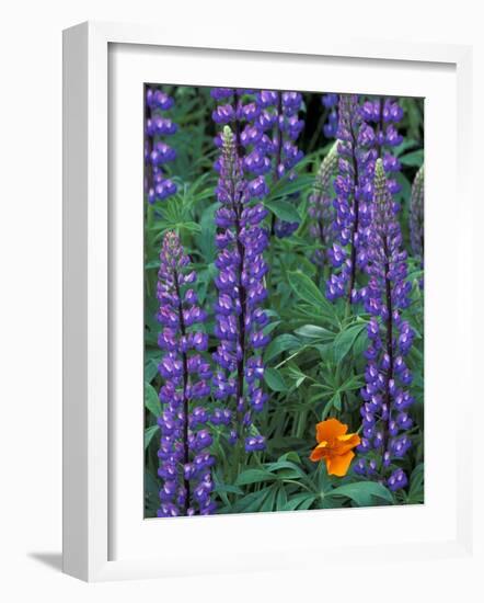 Lupine with Orange Poppy, Enumclaw, Washington, USA-Jamie & Judy Wild-Framed Photographic Print