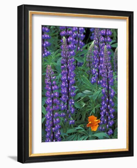 Lupine with Orange Poppy, Enumclaw, Washington, USA-Jamie & Judy Wild-Framed Photographic Print