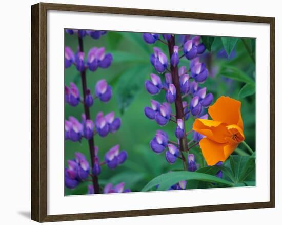 Lupine with Orange Poppy, Mt. Baker Snoqualmie National Forest, Washington, USA-Jamie & Judy Wild-Framed Photographic Print