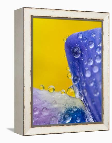Lupine With Rain Drops, Southeast Alaska, USA-Nancy Rotenberg-Framed Premier Image Canvas