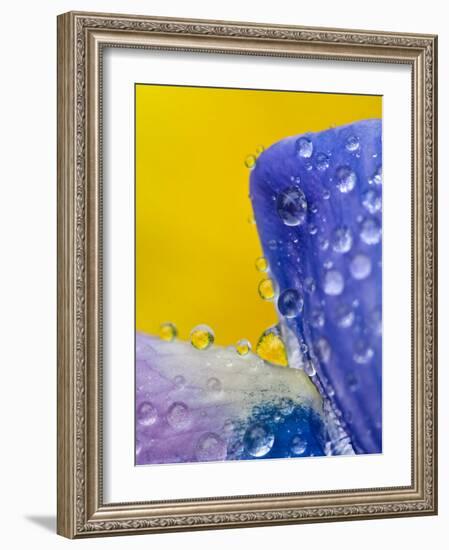 Lupine With Rain Drops, Southeast Alaska, USA-Nancy Rotenberg-Framed Photographic Print