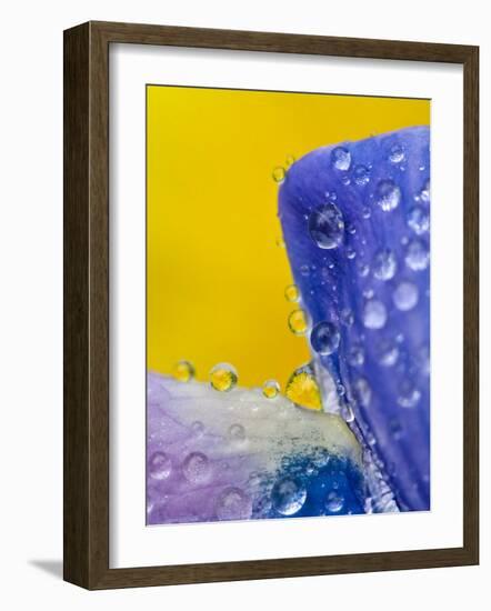 Lupine With Rain Drops, Southeast Alaska, USA-Nancy Rotenberg-Framed Photographic Print