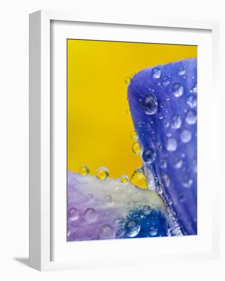 Lupine With Rain Drops, Southeast Alaska, USA-Nancy Rotenberg-Framed Photographic Print