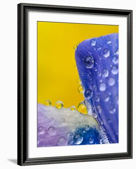 Lupine With Rain Drops, Southeast Alaska, USA-Nancy Rotenberg-Framed Photographic Print