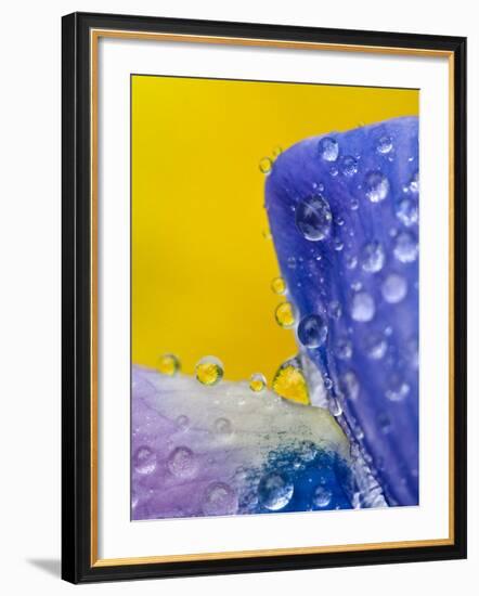 Lupine With Rain Drops, Southeast Alaska, USA-Nancy Rotenberg-Framed Photographic Print