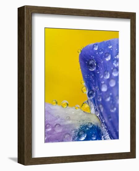 Lupine With Rain Drops, Southeast Alaska, USA-Nancy Rotenberg-Framed Photographic Print