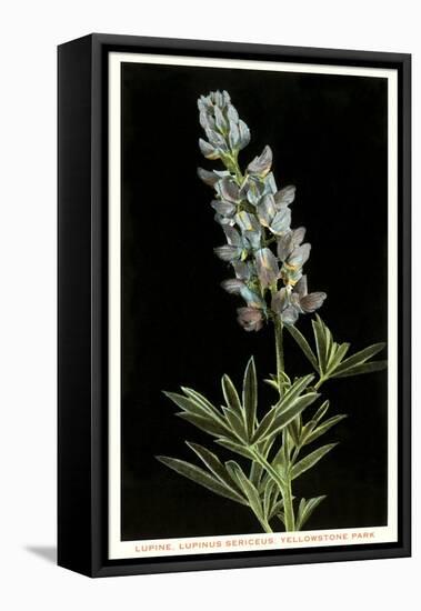Lupine, Yellowstone National Park-null-Framed Stretched Canvas