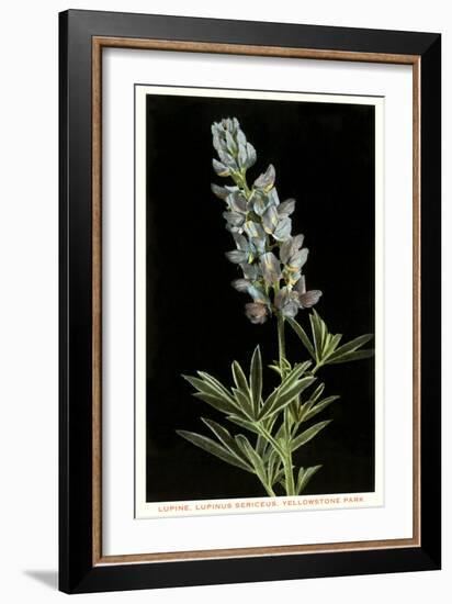 Lupine, Yellowstone National Park-null-Framed Art Print