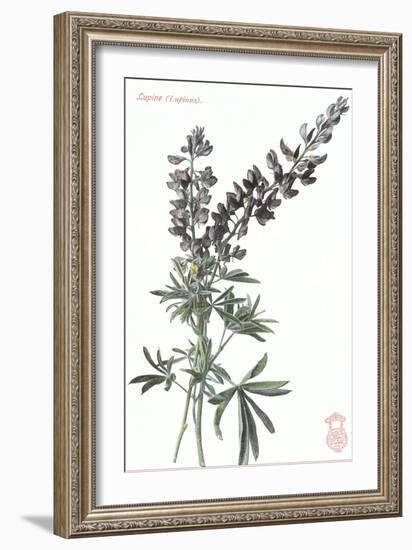 Lupine-null-Framed Art Print