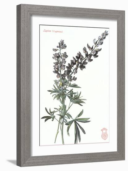 Lupine-null-Framed Art Print