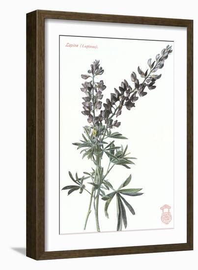 Lupine-null-Framed Art Print