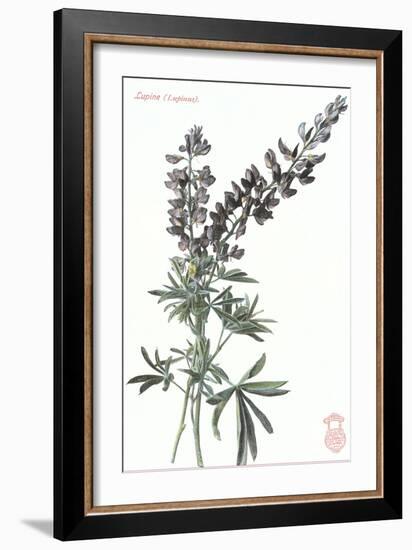 Lupine-null-Framed Art Print