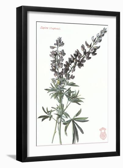 Lupine-null-Framed Art Print