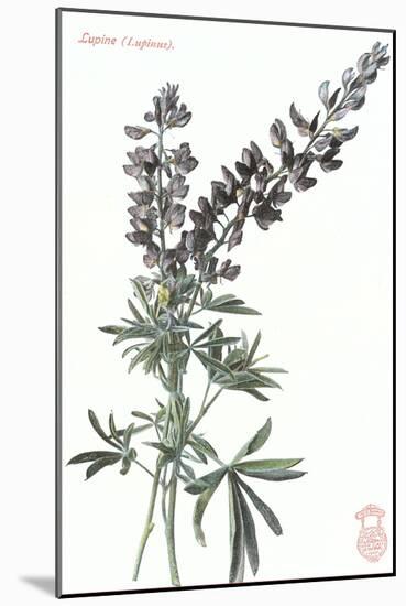 Lupine-null-Mounted Art Print