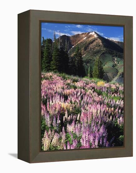 Lupines and Alpine Fir, Snowcapped Mountain, Jarbidge, Jarbidge Wilderness, Nevada, USA-Scott T. Smith-Framed Premier Image Canvas