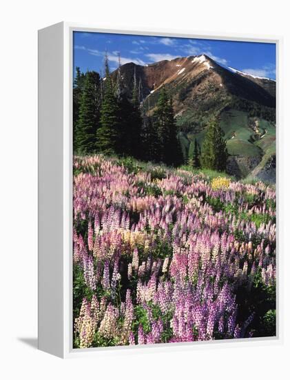 Lupines and Alpine Fir, Snowcapped Mountain, Jarbidge, Jarbidge Wilderness, Nevada, USA-Scott T. Smith-Framed Premier Image Canvas
