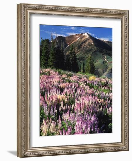 Lupines and Alpine Fir, Snowcapped Mountain, Jarbidge, Jarbidge Wilderness, Nevada, USA-Scott T. Smith-Framed Photographic Print