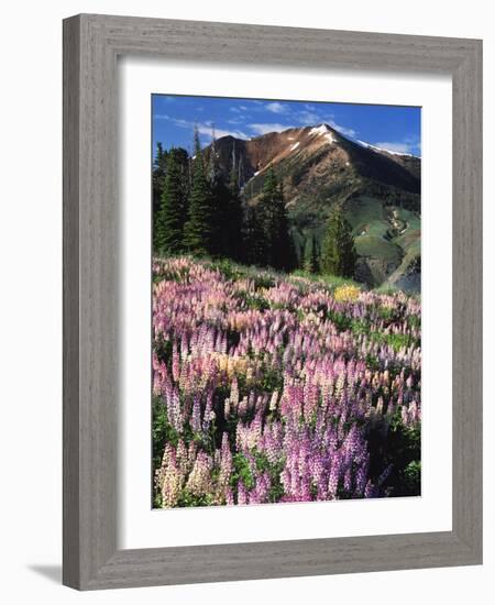 Lupines and Alpine Fir, Snowcapped Mountain, Jarbidge, Jarbidge Wilderness, Nevada, USA-Scott T. Smith-Framed Photographic Print