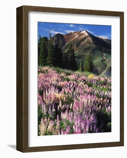 Lupines and Alpine Fir, Snowcapped Mountain, Jarbidge, Jarbidge Wilderness, Nevada, USA-Scott T. Smith-Framed Photographic Print