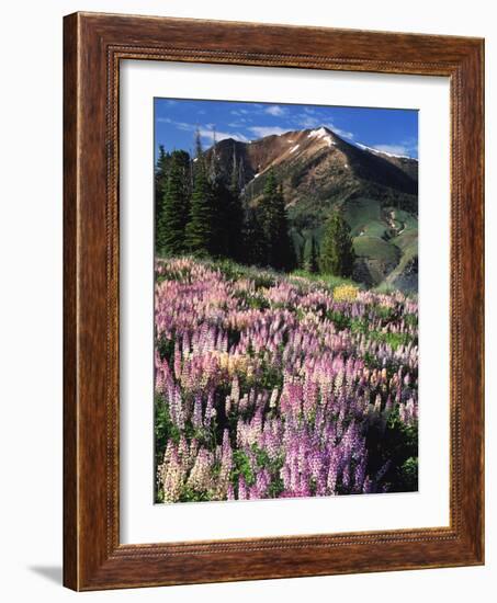 Lupines and Alpine Fir, Snowcapped Mountain, Jarbidge, Jarbidge Wilderness, Nevada, USA-Scott T. Smith-Framed Photographic Print