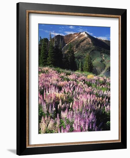 Lupines and Alpine Fir, Snowcapped Mountain, Jarbidge, Jarbidge Wilderness, Nevada, USA-Scott T. Smith-Framed Photographic Print