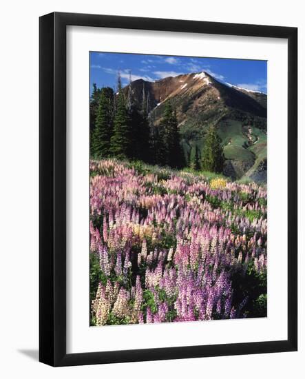 Lupines and Alpine Fir, Snowcapped Mountain, Jarbidge, Jarbidge Wilderness, Nevada, USA-Scott T. Smith-Framed Photographic Print