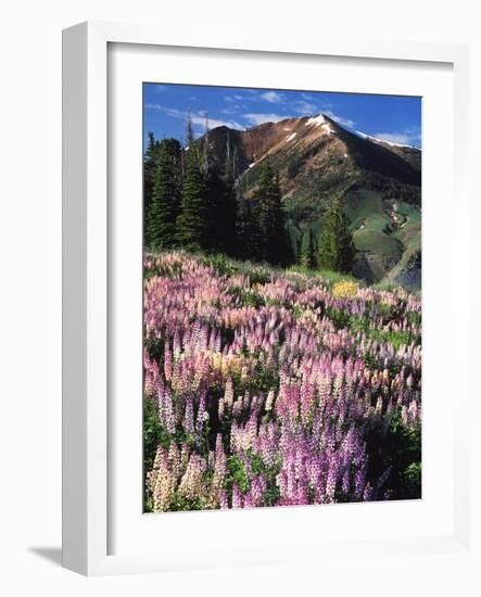 Lupines and Alpine Fir, Snowcapped Mountain, Jarbidge, Jarbidge Wilderness, Nevada, USA-Scott T. Smith-Framed Photographic Print