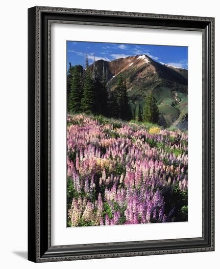 Lupines and Alpine Fir, Snowcapped Mountain, Jarbidge, Jarbidge Wilderness, Nevada, USA-Scott T. Smith-Framed Photographic Print