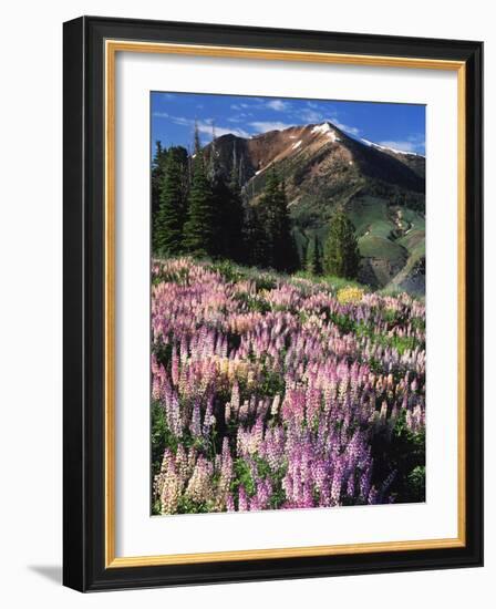 Lupines and Alpine Fir, Snowcapped Mountain, Jarbidge, Jarbidge Wilderness, Nevada, USA-Scott T. Smith-Framed Photographic Print