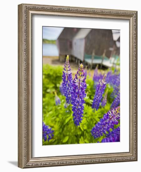 Lupines Bloom in Front of a Historic Fish Cannery in Lubec, Maine, Usa-Jerry & Marcy Monkman-Framed Photographic Print