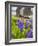 Lupines Bloom in Front of a Historic Fish Cannery in Lubec, Maine, Usa-Jerry & Marcy Monkman-Framed Photographic Print