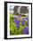 Lupines Bloom in Front of a Historic Fish Cannery in Lubec, Maine, Usa-Jerry & Marcy Monkman-Framed Photographic Print