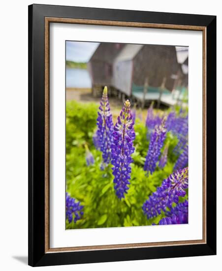 Lupines Bloom in Front of a Historic Fish Cannery in Lubec, Maine, Usa-Jerry & Marcy Monkman-Framed Photographic Print