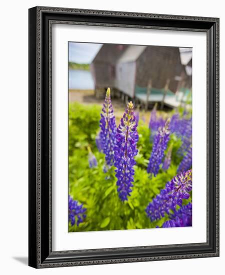 Lupines Bloom in Front of a Historic Fish Cannery in Lubec, Maine, Usa-Jerry & Marcy Monkman-Framed Photographic Print