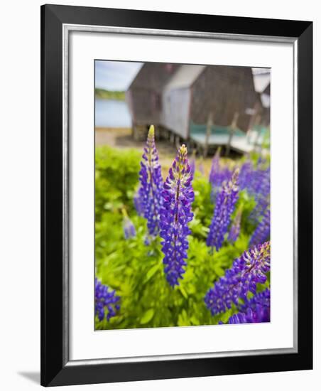 Lupines Bloom in Front of a Historic Fish Cannery in Lubec, Maine, Usa-Jerry & Marcy Monkman-Framed Photographic Print