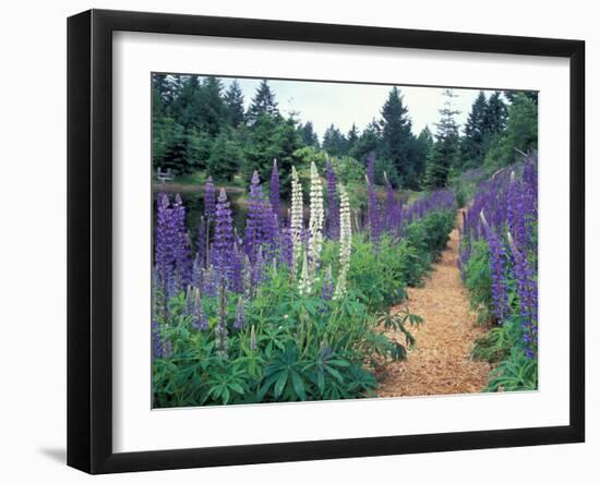 Lupines by a Pond, Kitty Coleman Woodland Gardens, Comox Valley, Vancouver Island, British Columbia-Brent Bergherm-Framed Photographic Print