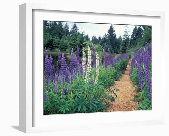 Lupines by a Pond, Kitty Coleman Woodland Gardens, Comox Valley, Vancouver Island, British Columbia-Brent Bergherm-Framed Photographic Print