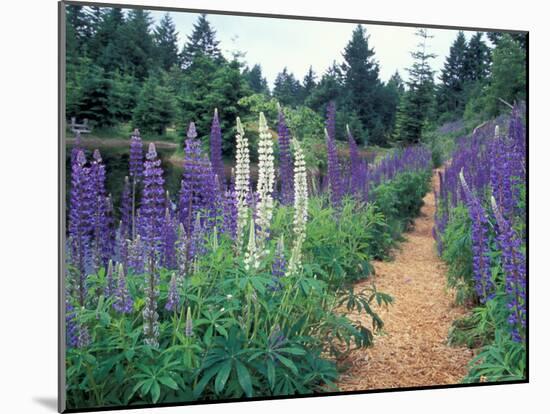 Lupines by a Pond, Kitty Coleman Woodland Gardens, Comox Valley, Vancouver Island, British Columbia-Brent Bergherm-Mounted Photographic Print