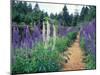 Lupines by a Pond, Kitty Coleman Woodland Gardens, Comox Valley, Vancouver Island, British Columbia-Brent Bergherm-Mounted Photographic Print