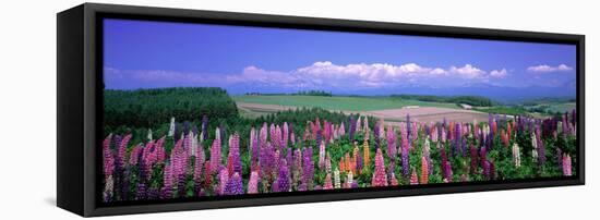 Lupines Hokkaido Japan-null-Framed Stretched Canvas